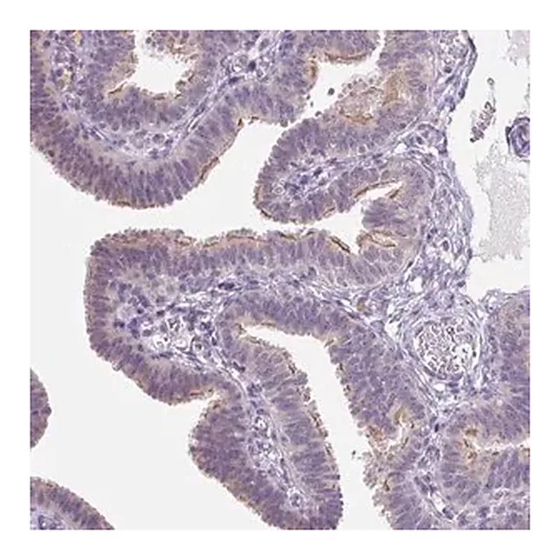 Merck Anti-VWA3B antibody produced in rabbit