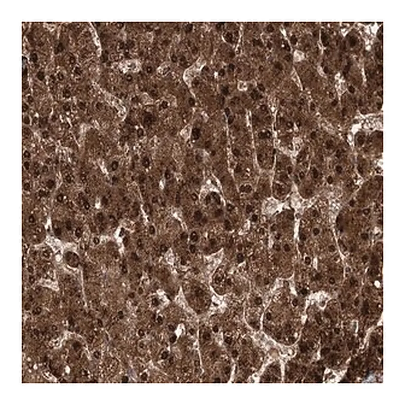 Merck Anti-DNAJC13 antibody produced in rabbit