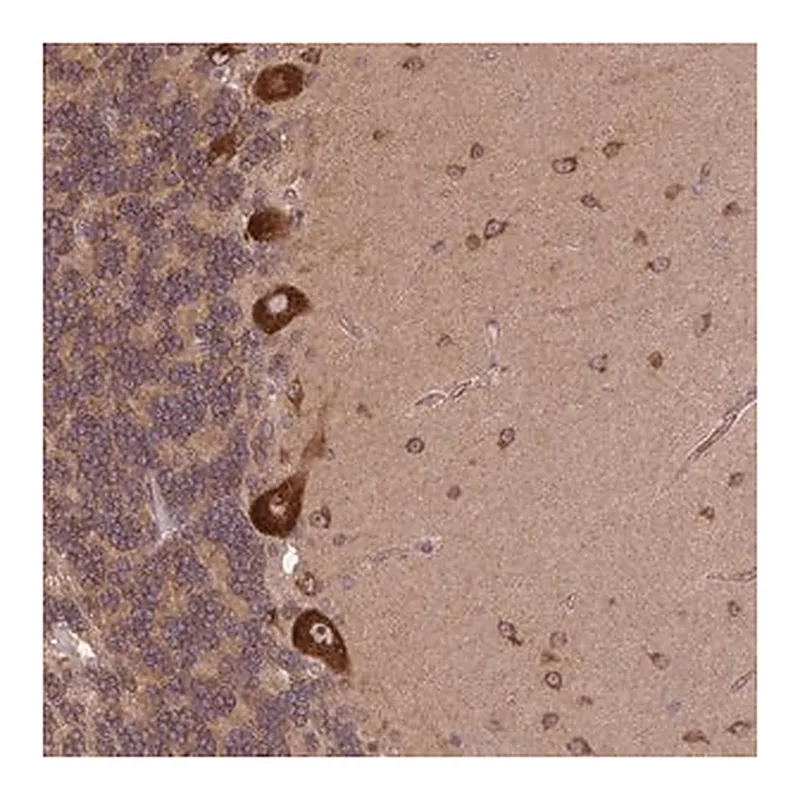 Merck Anti-PLCG1 antibody produced in rabbit