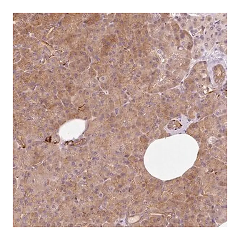 Merck Anti-IQGAP2 antibody produced in rabbit