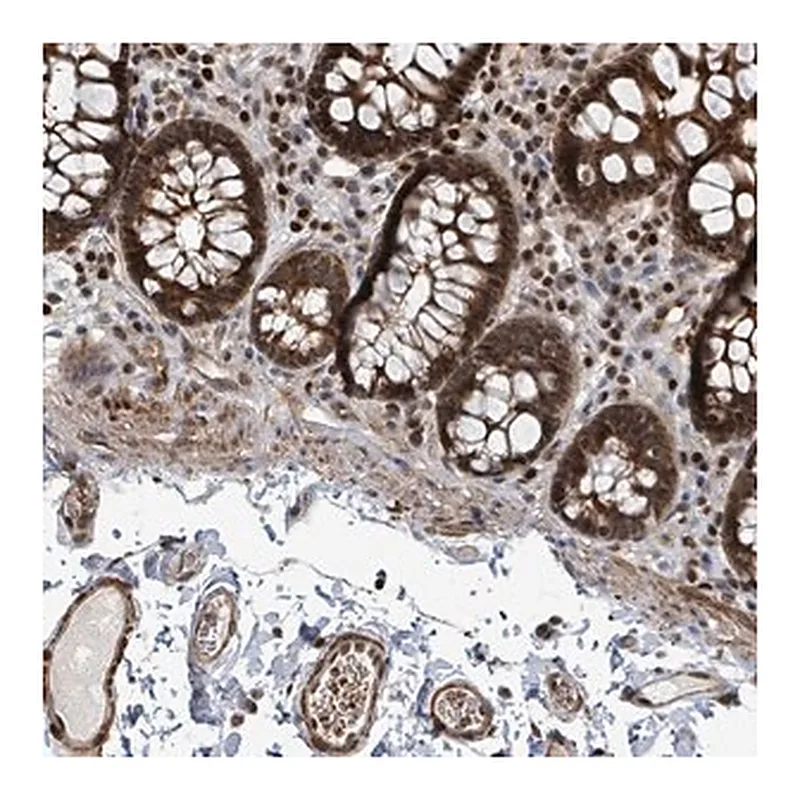 Merck Anti-TRDMT1 antibody produced in rabbit