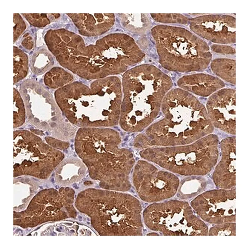 Merck Anti-ARFIP1 antibody produced in rabbit
