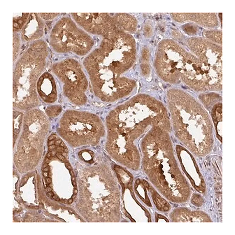Merck Anti-EIF4EBP2 antibody produced in rabbit