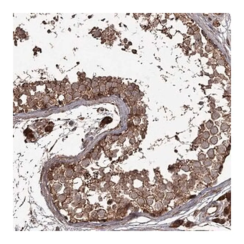 Merck Anti-THAP9 antibody produced in rabbit