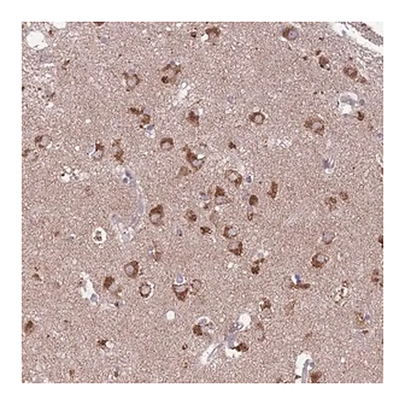 Merck Anti-STIM2 antibody produced in rabbit