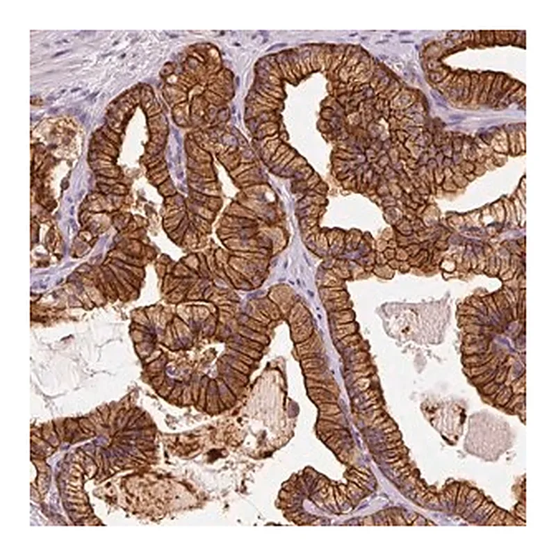 Merck Anti-IQGAP2 antibody produced in rabbit