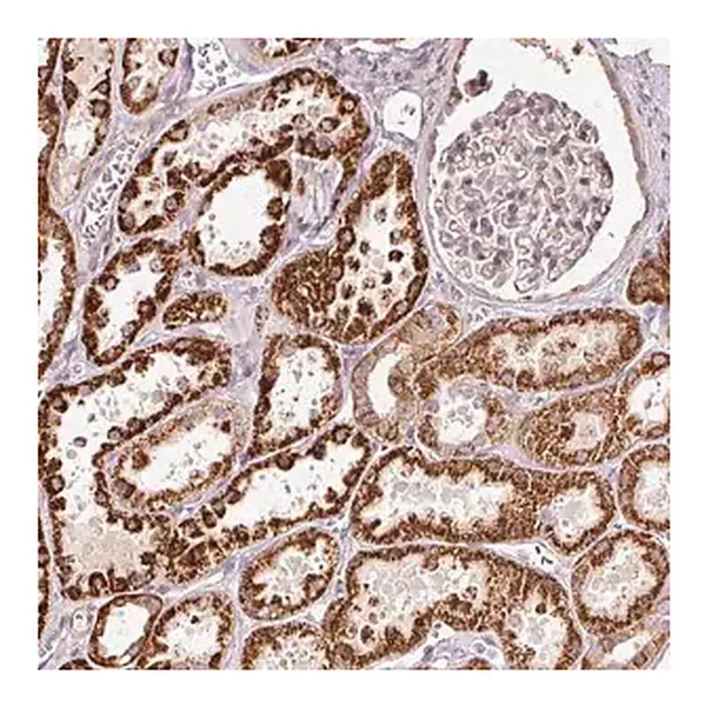 Merck Anti-ETF1 antibody produced in rabbit