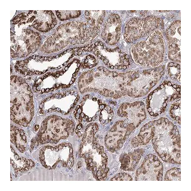 Merck Anti-RANBP3L antibody produced in rabbit