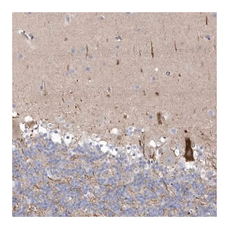 Merck Anti-WDR27 antibody produced in rabbit