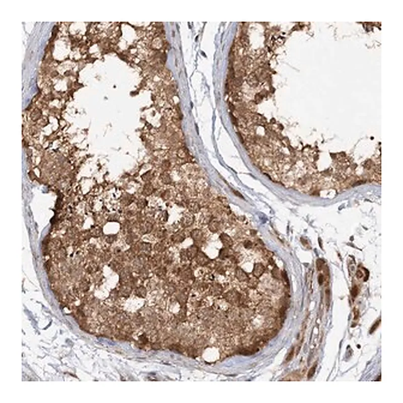 Merck Anti-MMADHC antibody produced in rabbit