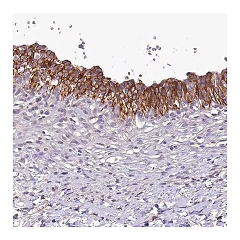 Merck Anti-SH3TC2 antibody produced in rabbit