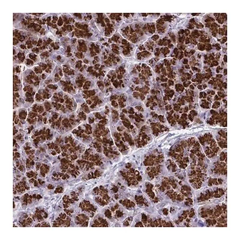 Merck Anti-TANK antibody produced in rabbit