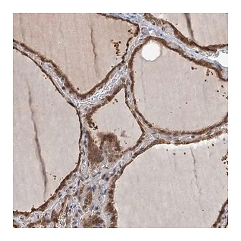 Merck Anti-ZNF527 antibody produced in rabbit