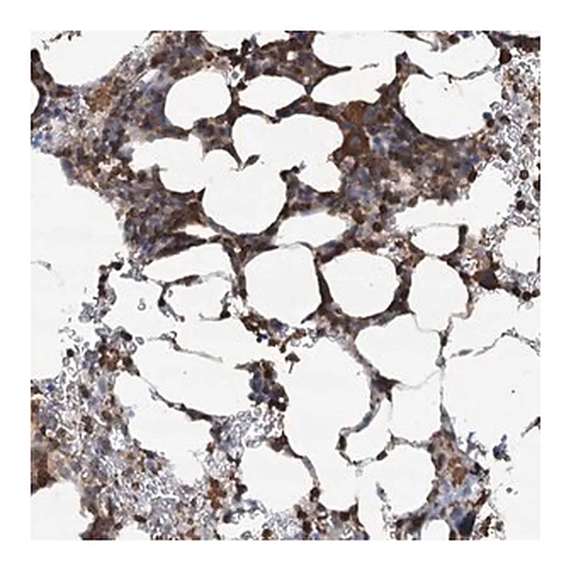 Merck Anti-WDR36 antibody produced in rabbit