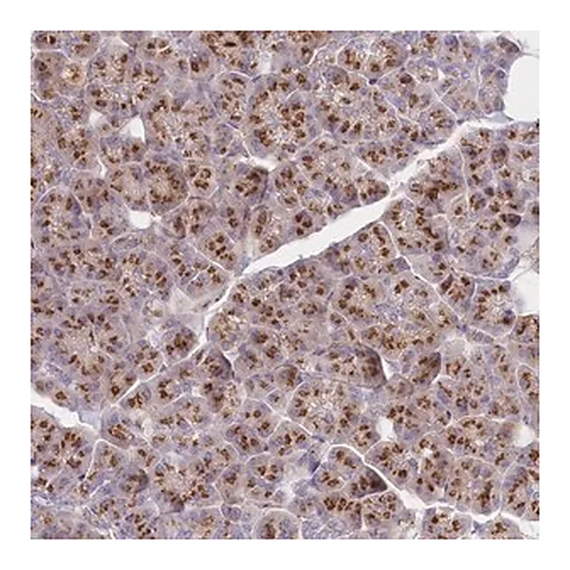 Merck Anti-FAM175B antibody produced in rabbit