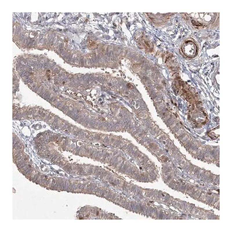 Merck Anti-KBTBD4 antibody produced in rabbit