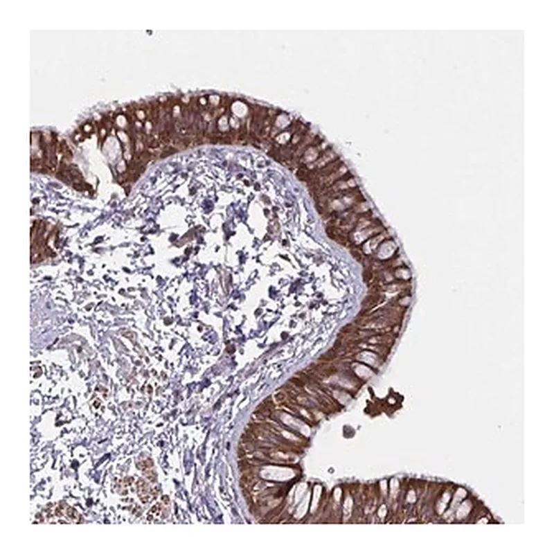 Merck Anti-TANK antibody produced in rabbit