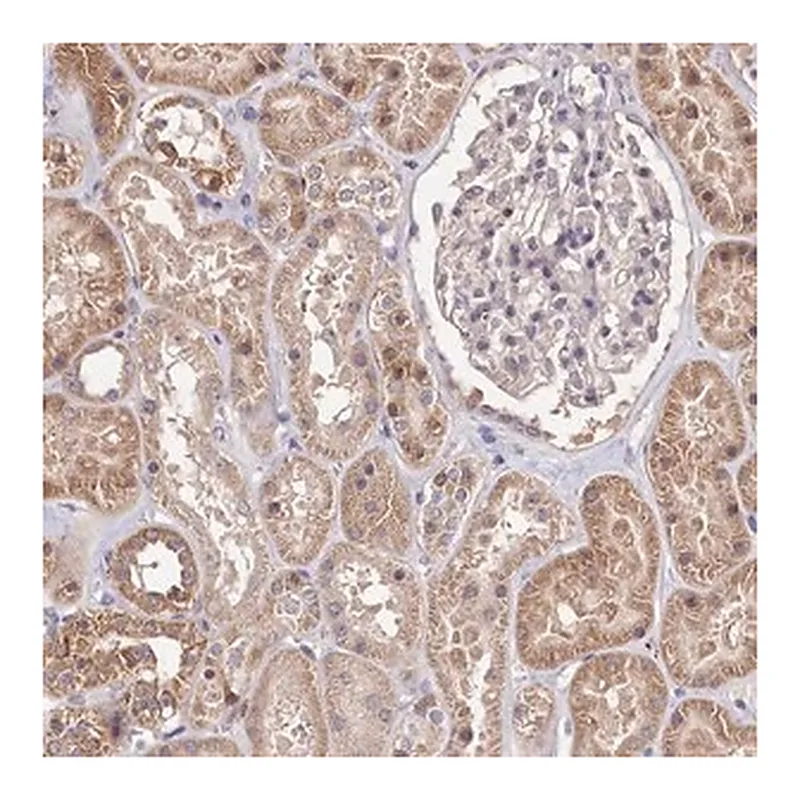 Merck Anti-SERGEF antibody produced in rabbit