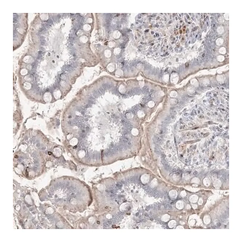 Merck Anti-SH3BP4 antibody produced in rabbit
