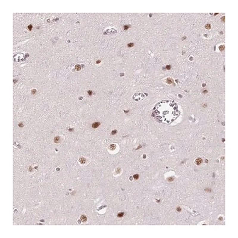 Merck Anti-HNRNPDL antibody produced in rabbit