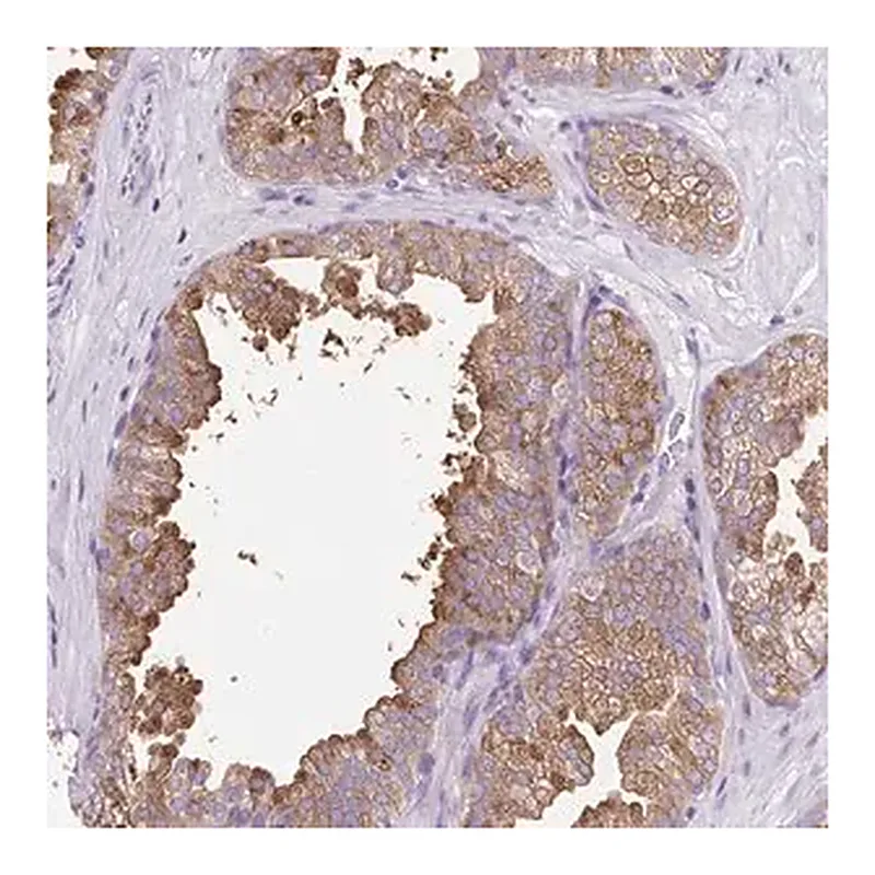 Merck Anti-FAM177B antibody produced in rabbit