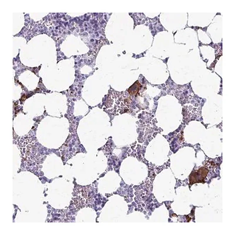 Merck Anti-GP9 antibody produced in rabbit