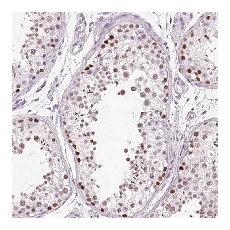 Merck Anti-SP7 antibody produced in rabbit