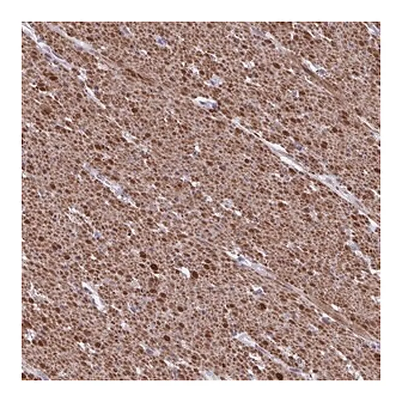 Merck Anti-TMEM92 antibody produced in rabbit