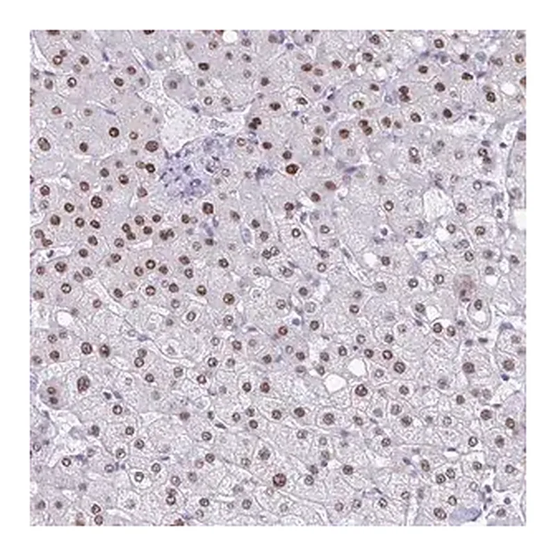Merck Anti-PBOV1 antibody produced in rabbit