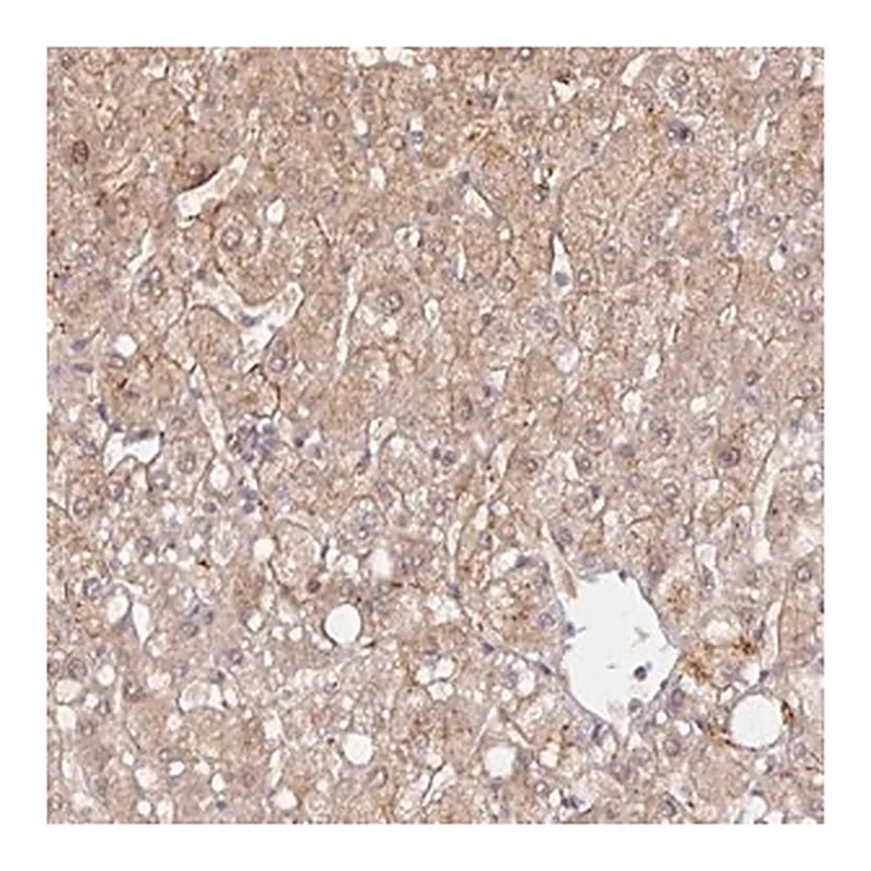 Merck Anti-HEPN1 antibody produced in rabbit