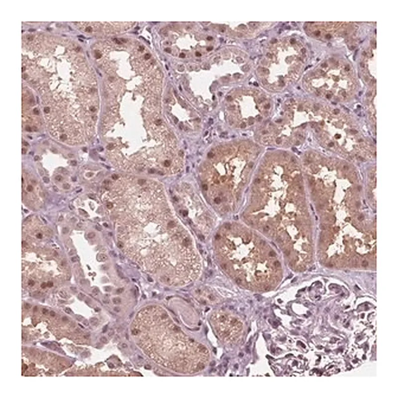 Merck Anti-HIRIP3 antibody produced in rabbit