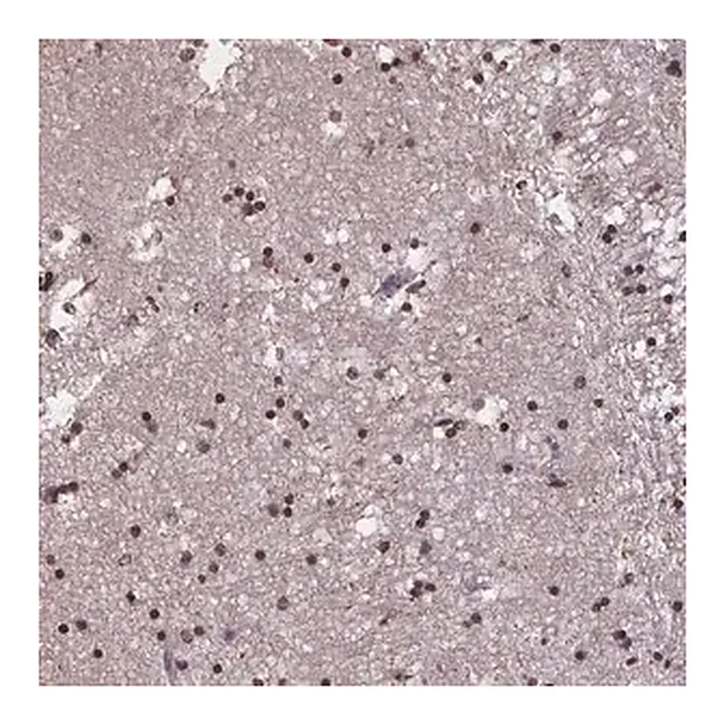 Merck Anti-MARCH6 antibody produced in rabbit