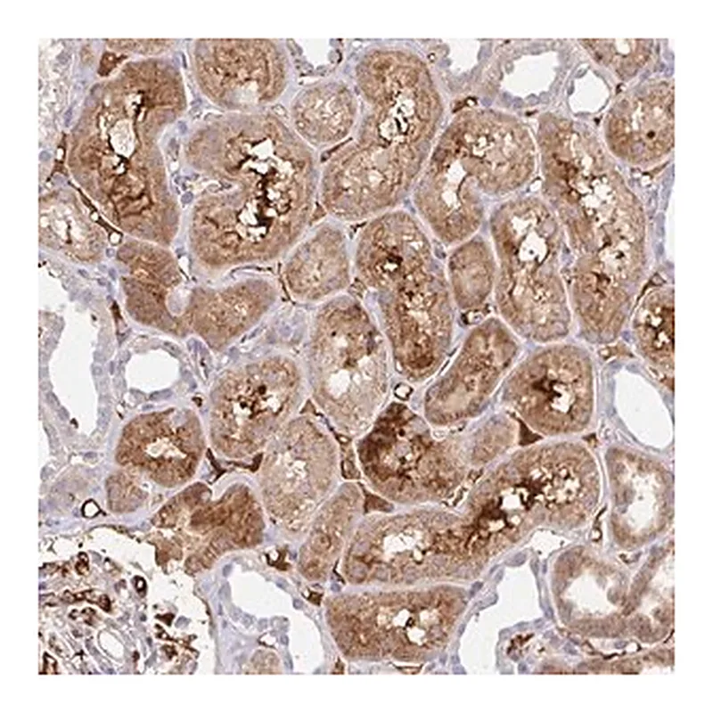 Merck Anti-NECAP1 antibody produced in rabbit