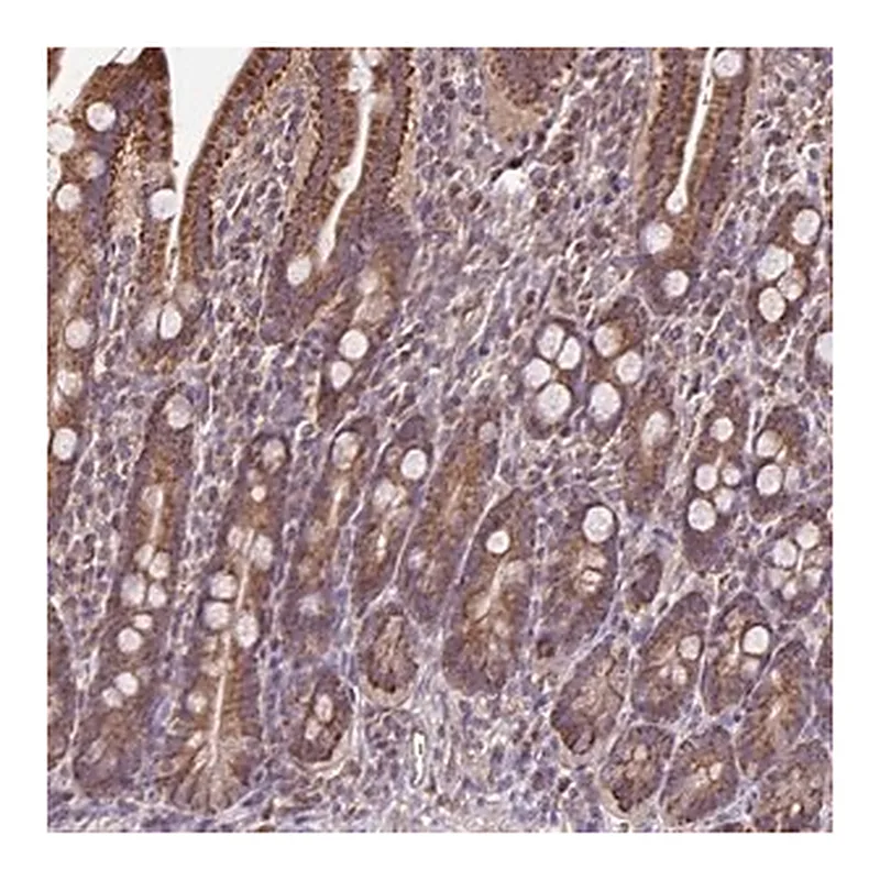 Merck Anti-MAN1A1 antibody produced in rabbit