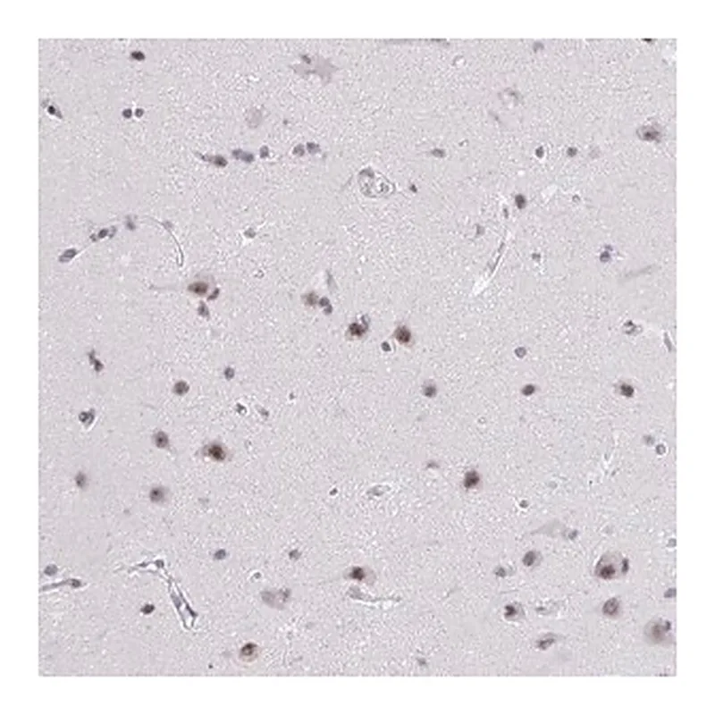 Merck Anti-ZNF860 antibody produced in rabbit