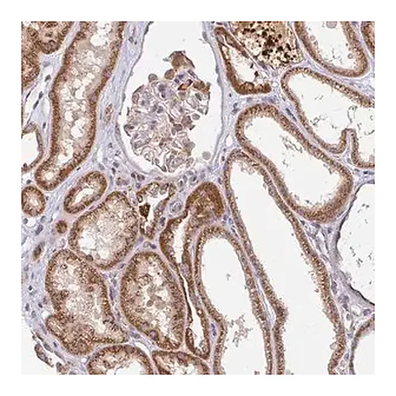Merck Anti-PDF antibody produced in rabbit