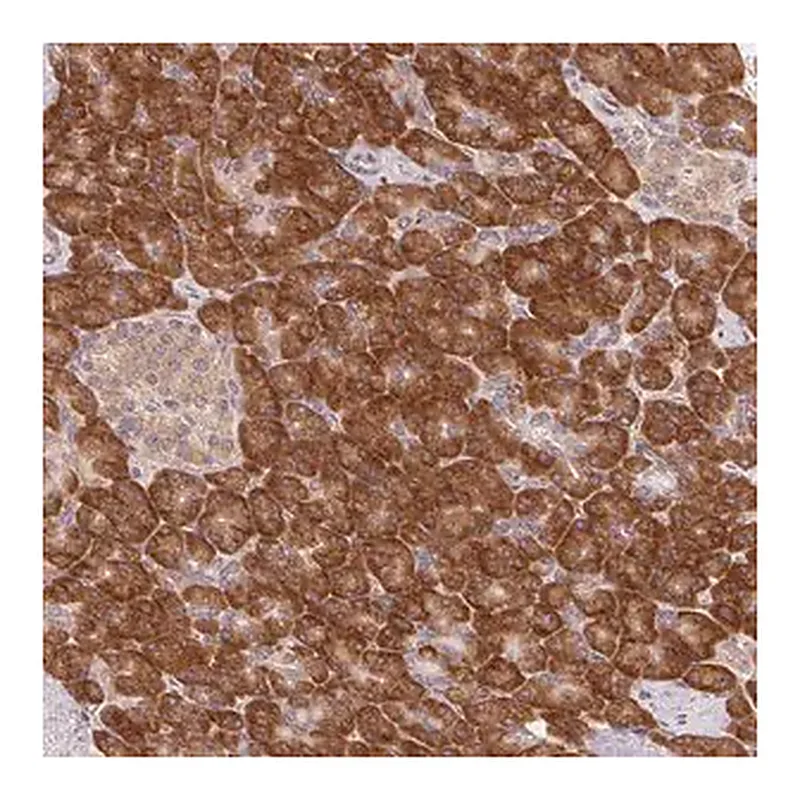 Merck Anti-RPL27A antibody produced in rabbit