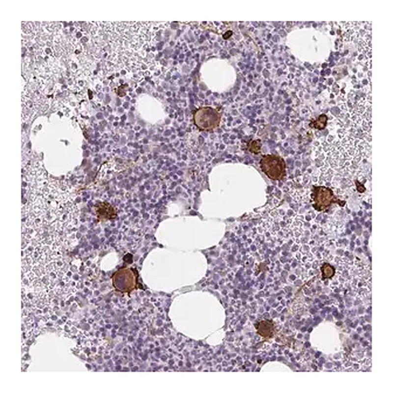 Merck Anti-MS4A13 antibody produced in rabbit