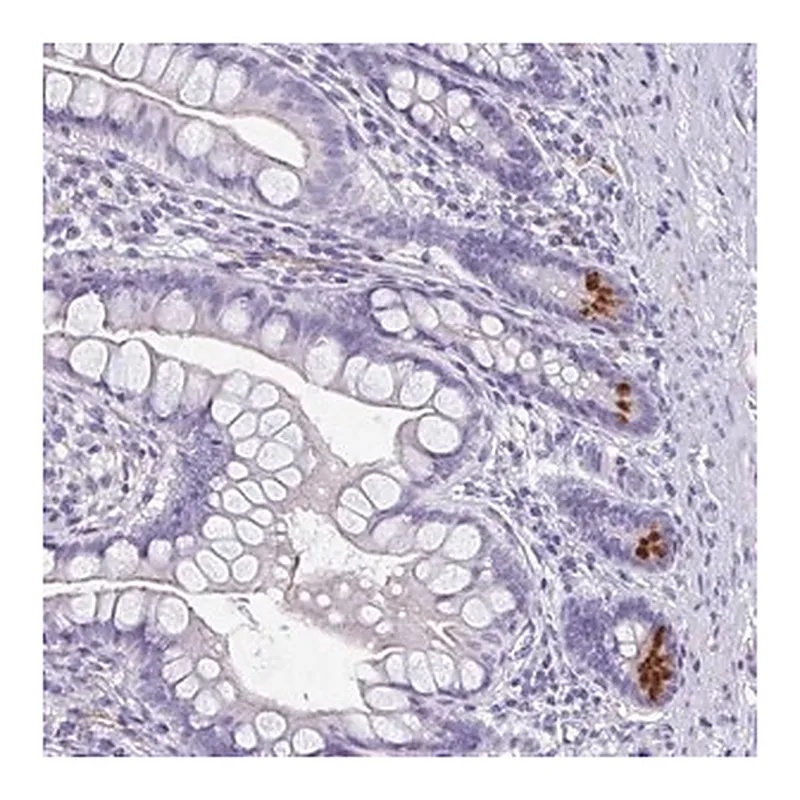 Merck Anti-LYRM2 antibody produced in rabbit