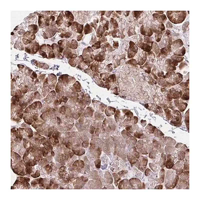 Merck Anti-ZNF383 antibody produced in rabbit