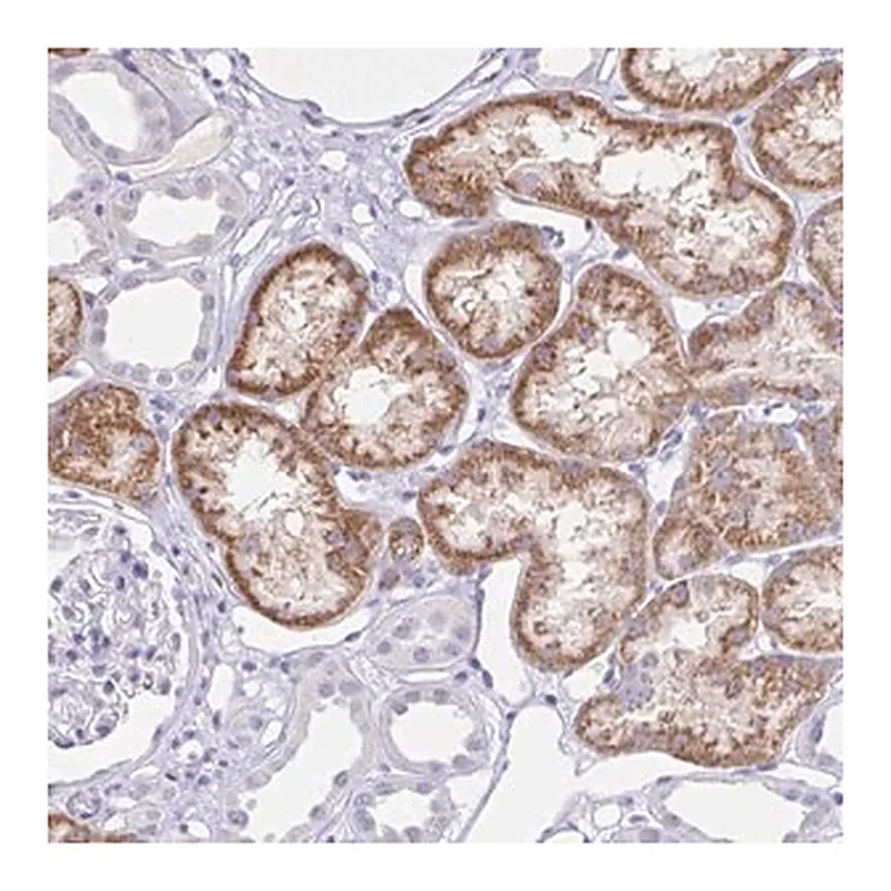 Merck Anti-RPL36A antibody produced in rabbit