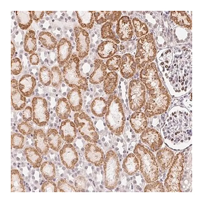 Merck Anti-CASC10 antibody produced in rabbit