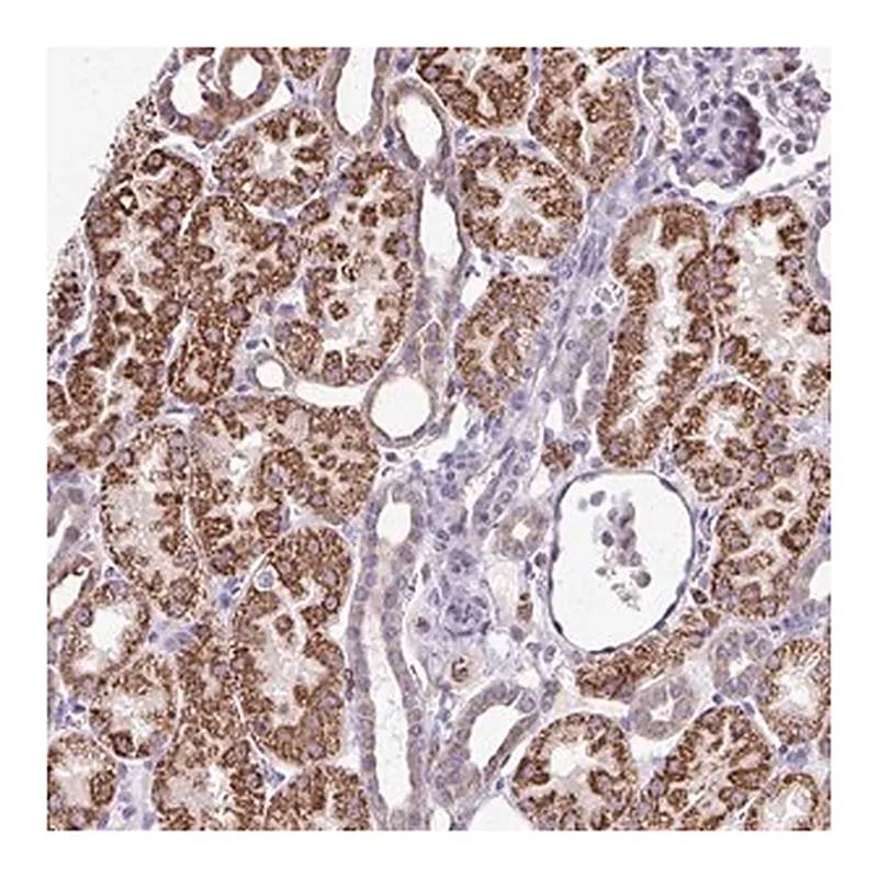 Merck Anti-NAGPA antibody produced in rabbit
