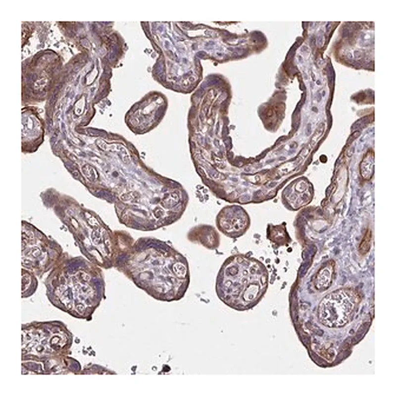 Merck Anti-EID2B antibody produced in rabbit