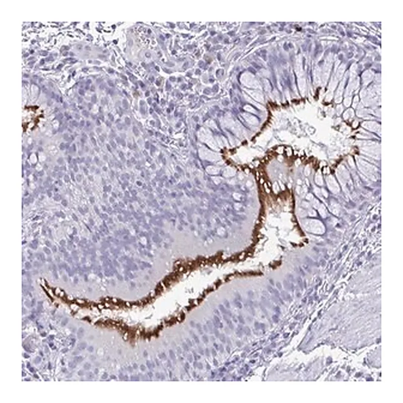 Merck Anti-INAFM1 antibody produced in rabbit