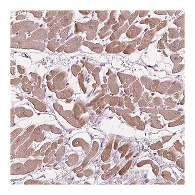 Merck Anti-PLA2G2E antibody produced in rabbit