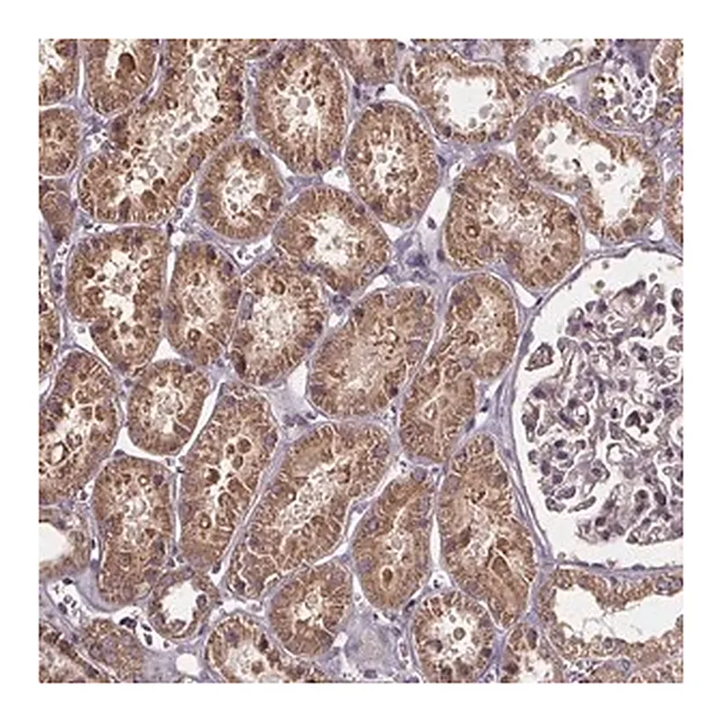 Merck Anti-SLC35D2 antibody produced in rabbit