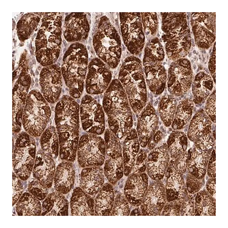 Merck Anti-NDUFS6 antibody produced in rabbit