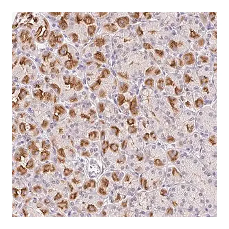Merck Anti-L3MBTL4 antibody produced in rabbit