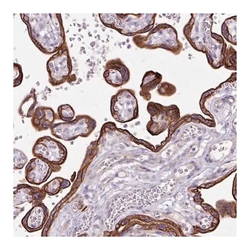 Merck Anti-DCTN4 antibody produced in rabbit